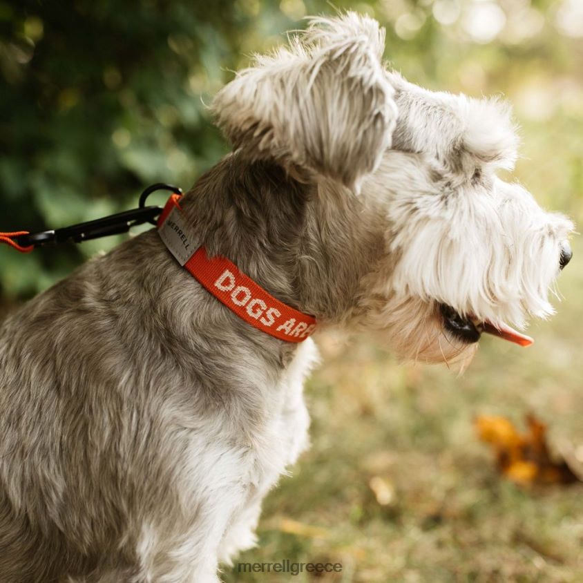 4FVVXX267 κολάρο σκύλου (jaf26691-629) poinciana Merrell