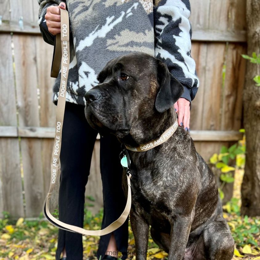 4FVVXX460 λουρί σκύλου (jaf26689-176) απόχρωση σέπια Merrell